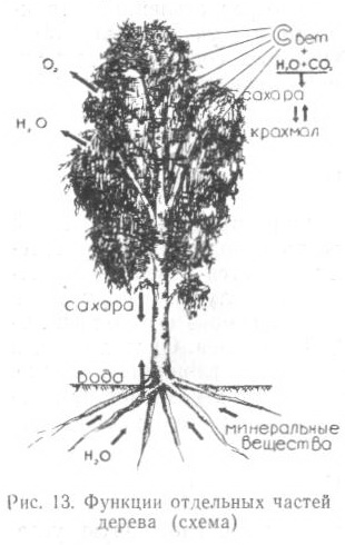 функции отдельных частей дерева