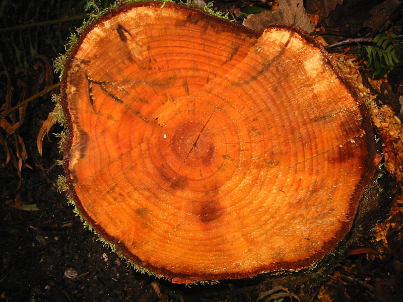 Древесина Ольха американская красная (Alnus rubra) - свойства