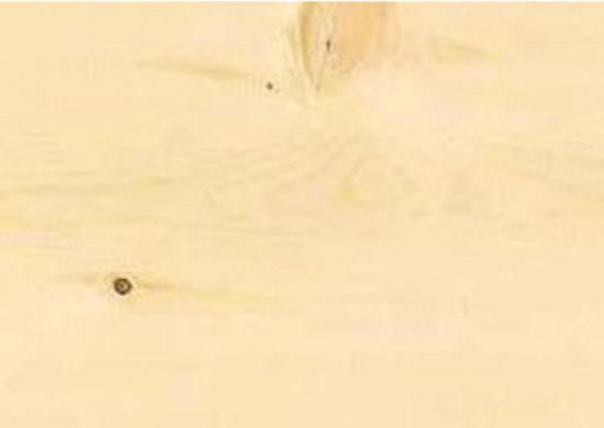 Жёлтый кедр (Chamaecyparis nootkatensis), дерево, свойства древесины 