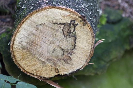 Прочие пороки древесины - Прорость, Сухобокость, Водослой, Смоляные кармашки