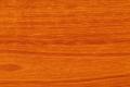 Австралийский красный кедр (Toona ciliata), дерево, свойства древесины